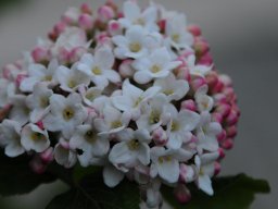 Viburnum carlcephalum Bluete